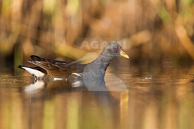 Common Moorhen (Gallinula chloropus ssp. chloropus), Germany, 1st summer stock-image by Agami/Ralph Martin,