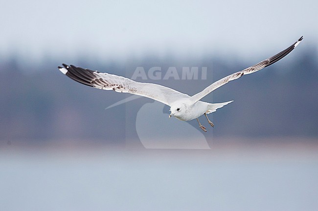 Third calender year Mew Gull (Larus canus canus) in flight in Germany. stock-image by Agami/Ralph Martin,