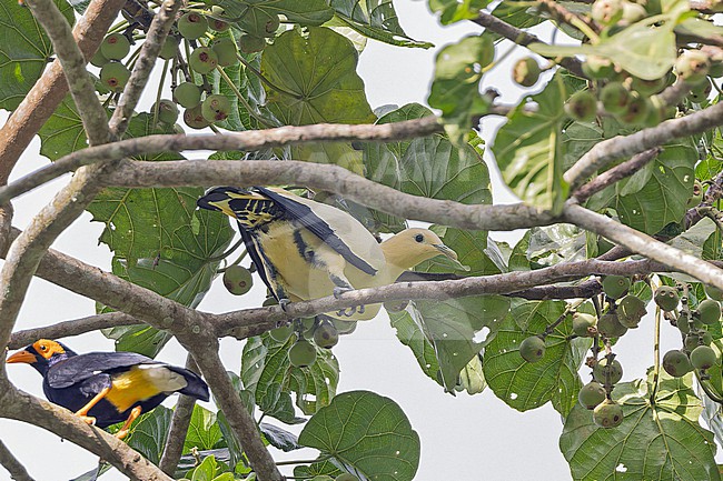 Yellowish Imperial Pigeon (Ducula subflavescens) in Papua New Guinea. stock-image by Agami/Pete Morris,