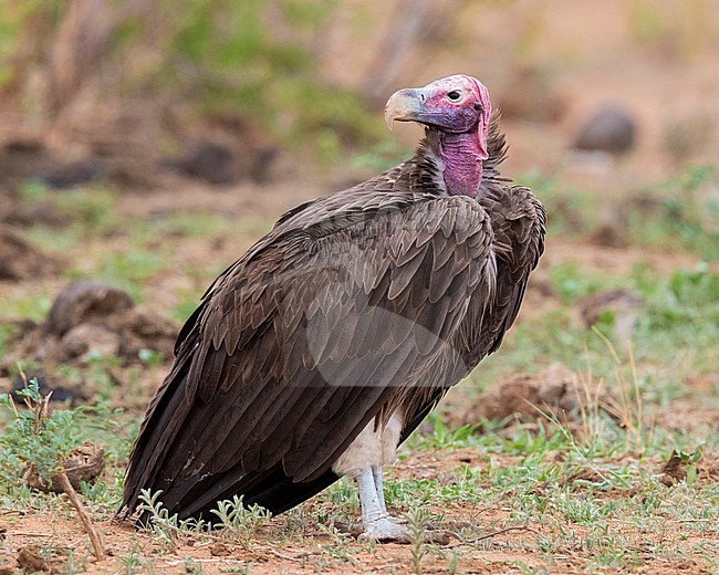 Lappet-faced vulture (Torgos tracheliotos), side view of an adult standing on the ground, Mpumalanga, South Africa stock-image by Agami/Saverio Gatto,