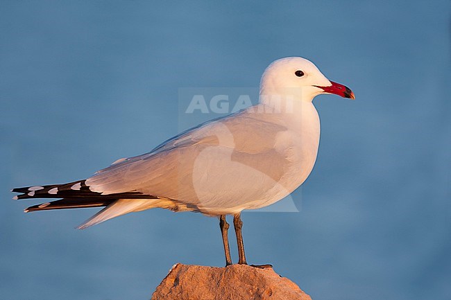 Audouins Meeuw, Audouin's Gull; Ichthyaetus audouinii, Spain (Mallorca), adult stock-image by Agami/Ralph Martin,