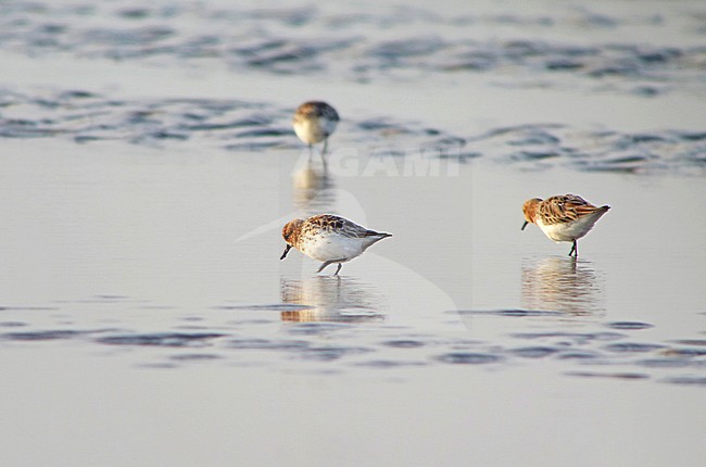Foeragerende Lepelbekstrandloper; Foraging Spoon-billed Sandpiper stock-image by Agami/Pete Morris,