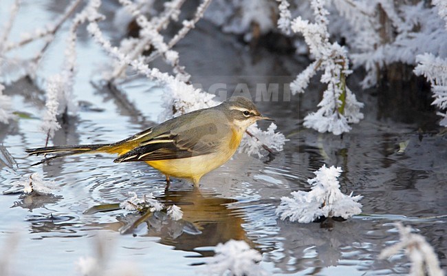 Grote Gele Kwikstaart foeragerend in winter; Grey Wagtail foraging in winter stock-image by Agami/Markus Varesvuo,