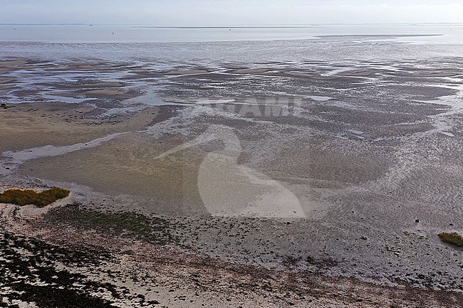 The Westerschelde during low tide; a lot of mudflats appear. stock-image by Agami/Jacques van der Neut,