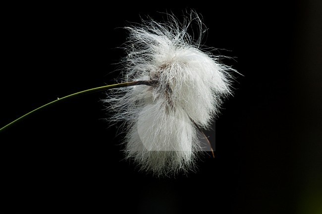 Closeup van Veenpluis, Close-up of Common Cottongrass stock-image by Agami/Wil Leurs,