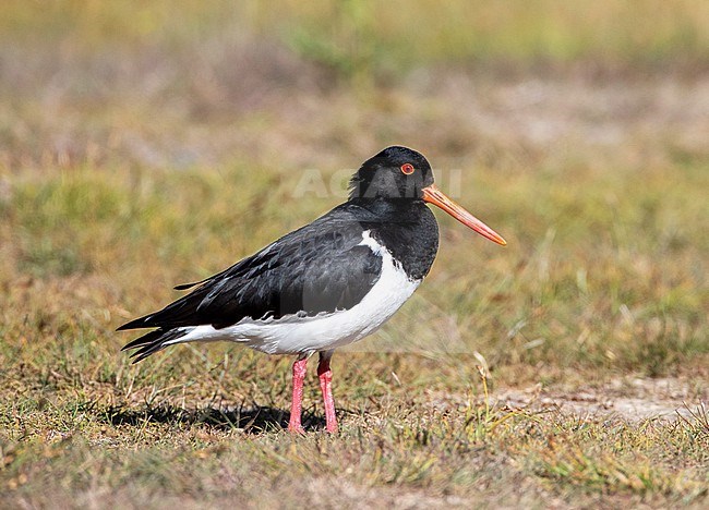 South Island Pied Oystercatcher (Haematopus finschi) at Glentanner Park, South Island, New Zealand. stock-image by Agami/Marc Guyt,