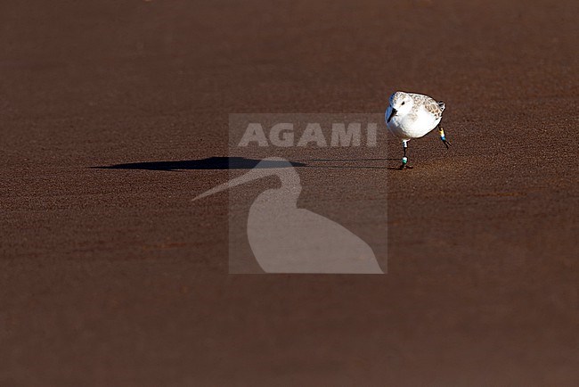 Sanderling (Calidris alba) on the North Sea beach of Katwijk, Netherlands. stock-image by Agami/Marc Guyt,