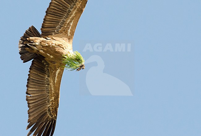Vale Gier met nest materiaal, Griffon Vulture with nest material stock-image by Agami/Rob de Jong,