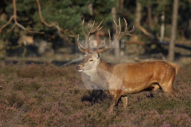 Mannetje Edelhert; Male Red Deer stock-image by Agami/Chris van Rijswijk,
