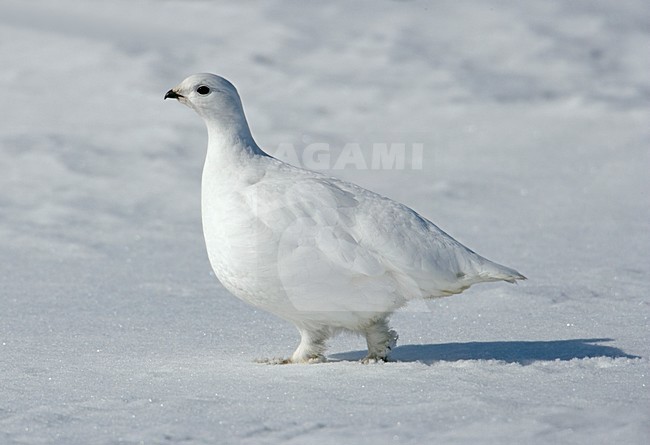 Alpensneeuwhoen in de sneeuw; Rock Ptarmigan in the snow stock-image by Agami/Markus Varesvuo,