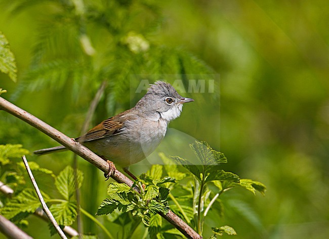 Common Whitethroat adult perched on branch; Grasmus volwassen zittend op tak stock-image by Agami/Markus Varesvuo,