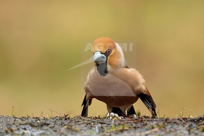Appelvink man aan het baltsen, Hawfinchmale courtship, Coccothraustes coccothraustes stock-image by Agami/Walter Soestbergen,
