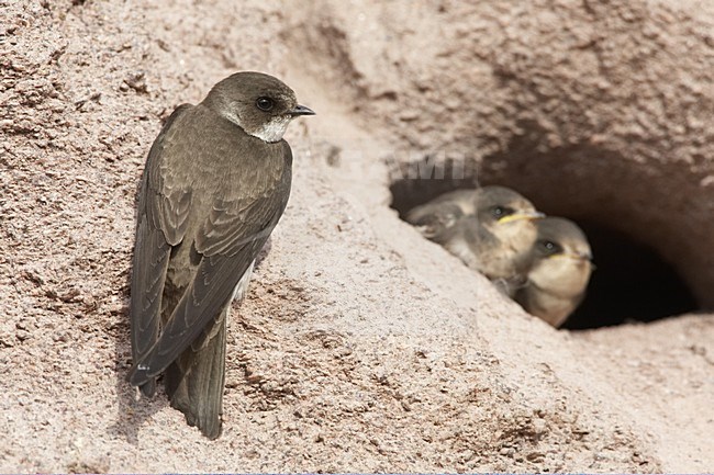 Sand Martin feeding young; Oeverzwaluw jong voerend stock-image by Agami/Jari Peltomäki,