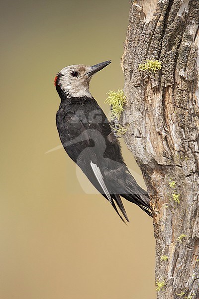 Adult male White-headed Woodpecker, Leuconotopicus albolarvatus
Lake Co., Oregon, USA
August 2015 stock-image by Agami/Brian E Small,