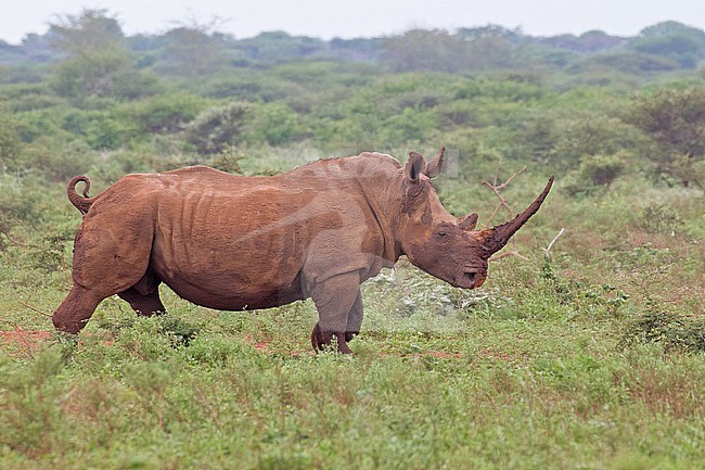 Southern White rhinoceros (Ceratotherium simum) in South Africa.  Also known as white rhino or square-lipped rhinoceros. stock-image by Agami/Pete Morris,