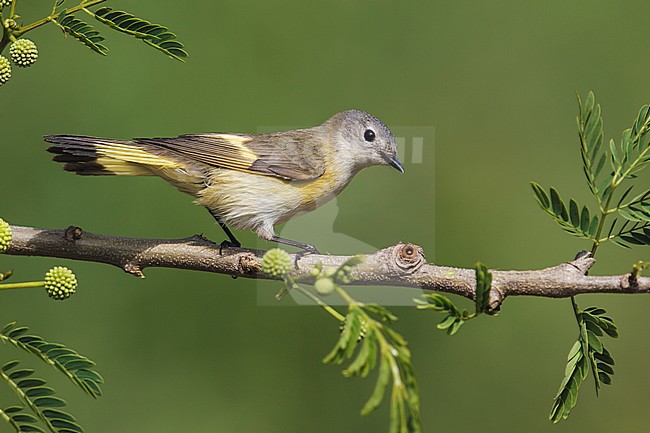 Adult female
Galveston Co., TX
April 2013 stock-image by Agami/Brian E Small,