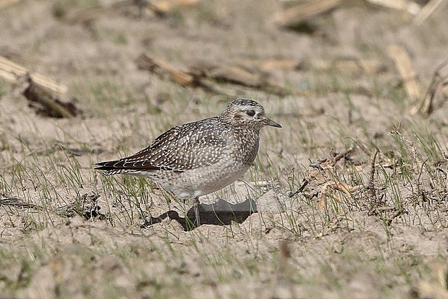 European Golden Plover (Pluvialis apricaria), grey variant staning in a flield. stock-image by Agami/Fred Visscher,