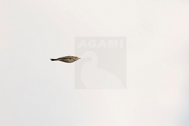 red-throated pipit (Anthus cervinus) in breeding plumage in flight, found at Alemgono Wetlad in Kafa Biosphere Reserve in Ethiopia stock-image by Agami/Mathias Putze,