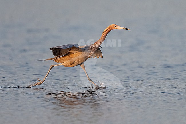 Reddish Egret (Egretta rufescens) hunting in a swam in Florida USA. stock-image by Agami/Marcel Burkhardt,