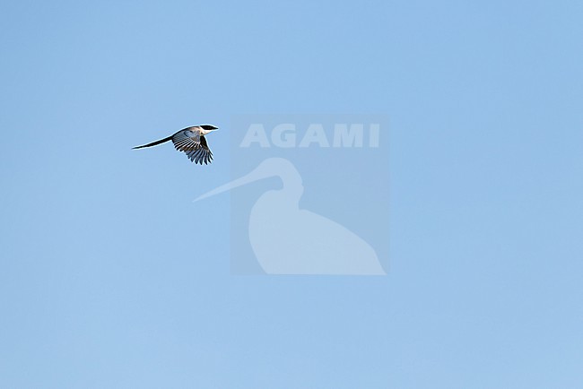 adult azure-winged magpie (cyanopica cyanus) in flight, found near Khalk River in eastern Mongolia in Dornod Aimag stock-image by Agami/Mathias Putze,