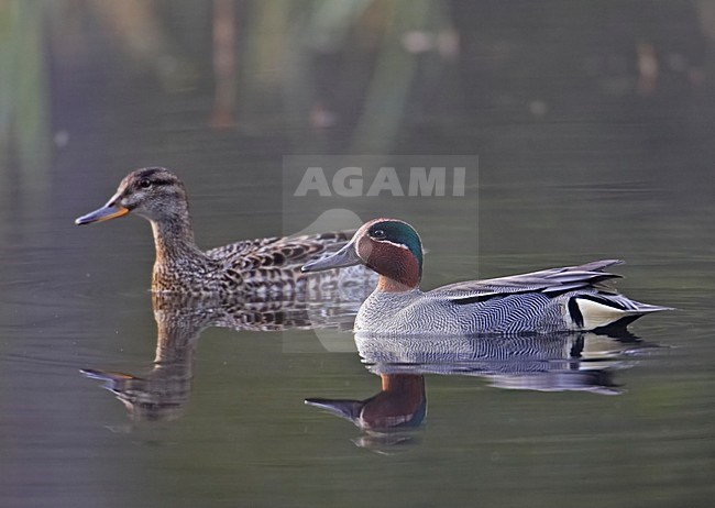 Common Teal pair swimming; Wintertaling paar zwemmend stock-image by Agami/Markus Varesvuo,