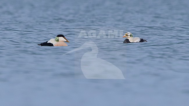 Male Spectacled Eider (Somateria fischeri) approaching a male Common Eider (Somateria mollissima) on calm water before the coast of Texel, The Netherlands, late in the afternoon. stock-image by Agami/Lennart Verheuvel,