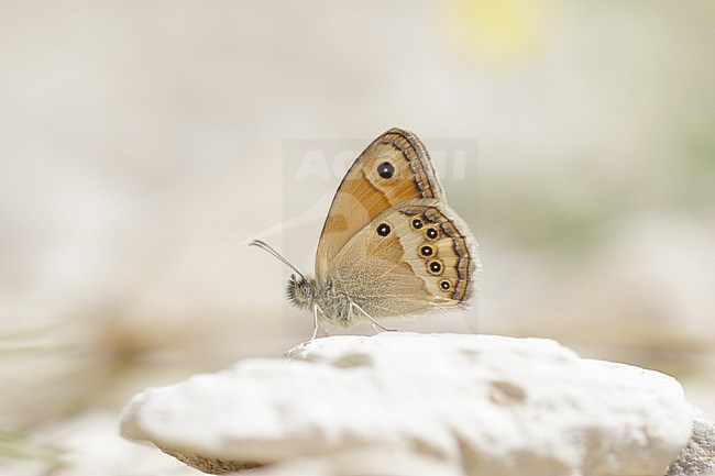 Dusky Heath resting on a rock in France. stock-image by Agami/Iolente Navarro,