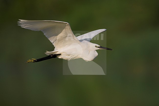 Kleine Zilverreiger in de vlucht; Little Egret in flight stock-image by Agami/Daniele Occhiato,