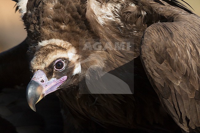 Closeup of a Cinereous vulture, Aegypius monachus. stock-image by Agami/Marc Guyt,