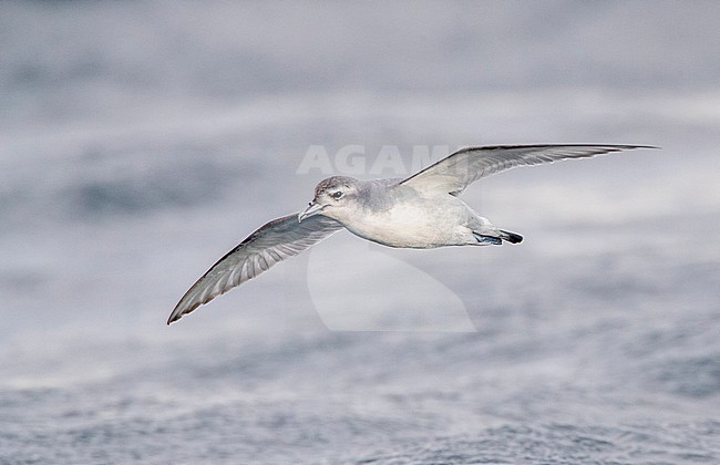 Fairy Prion (Pachyptila turtur) flying over the ocean off the coast of Kaikoura in New Zealand. stock-image by Agami/Marc Guyt,