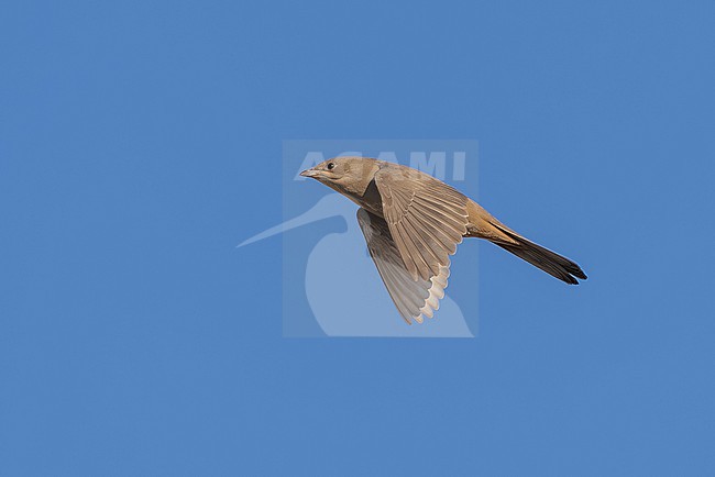 First winter female Grey Hypocolius, (Hypocolius ampelinus) flying over Kuwait City, Kuwait. stock-image by Agami/Vincent Legrand,