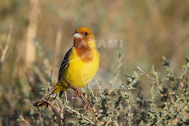 Red-headed Bunting - Braunkopfammer - Emberiza bruniceps, Kazakhstan, adult male stock-image by Agami/Ralph Martin,
