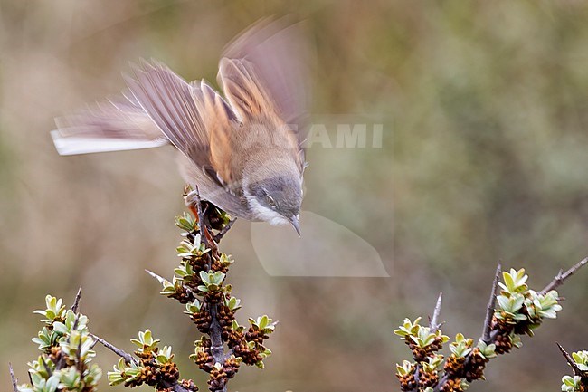 A perching Common whitethroat, Curruca communis stock-image by Agami/Jacob Garvelink,