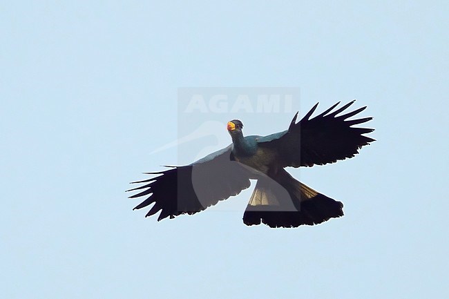 Great Blue Turaco (Corythaeola cristata) flying over canopy in a tropical rainforest in Equatorial Guinea. stock-image by Agami/Dubi Shapiro,