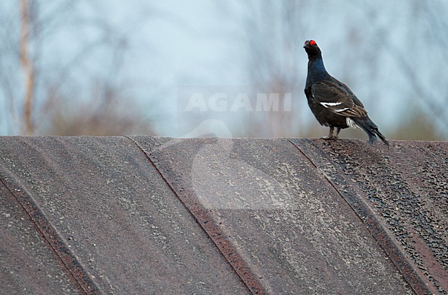 Mannetje Korhoen op schuurdak; Male Black Grouse on barn roof stock-image by Agami/Markus Varesvuo,