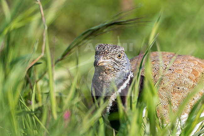 Little Bustard (Tetrax tetrax) at a lek in Catalonia, Spain. stock-image by Agami/Marc Guyt,