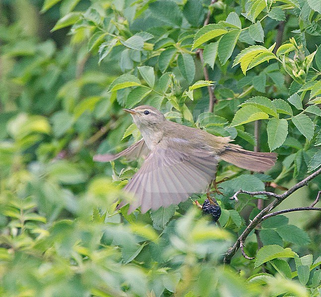 Male Iberian Chiffchaff (Phylloscopus ibericus) taking off from a tree in Enschede, Netherlands. stock-image by Agami/Harvey van Diek,