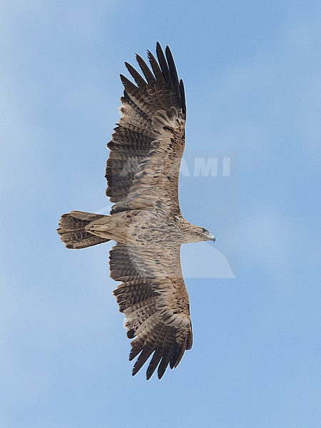 Subadult Eastern Imperial Eagle (Aquila heliaca) in flight, view below. Oman stock-image by Agami/Markku Rantala,