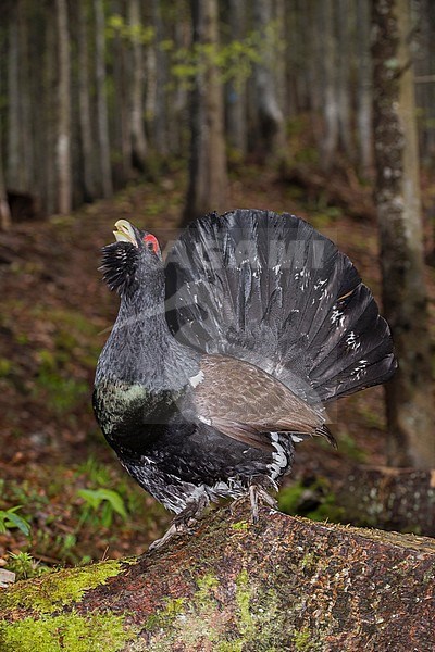 Capercaillie; Auerhoen stock-image by Agami/Alain Ghignone,