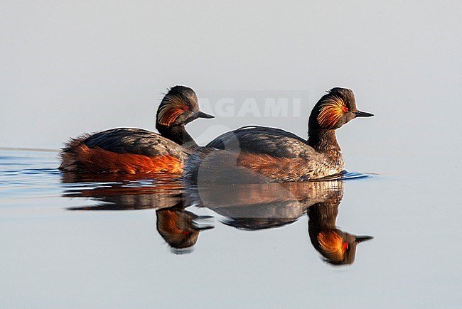 Pair of Black-necked Grebes (Podiceps nigricollis) in breeding plumage swimming at the Groene Jonker near Nieuwkoop in the Netherlands. stock-image by Agami/Marc Guyt,