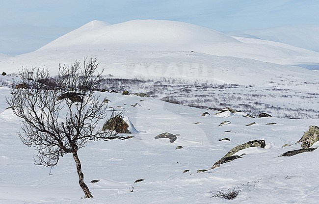 Moerassneeuwhoen in de sneeuw, Willow Ptarmigan in snow stock-image by Agami/Markus Varesvuo,