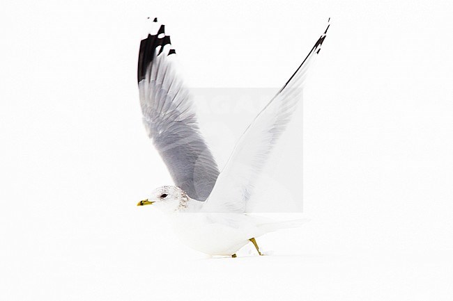 Stormmeeuw in de sneeuw Nederlands, Mew Gull in the snow Netherlands stock-image by Agami/Menno van Duijn,
