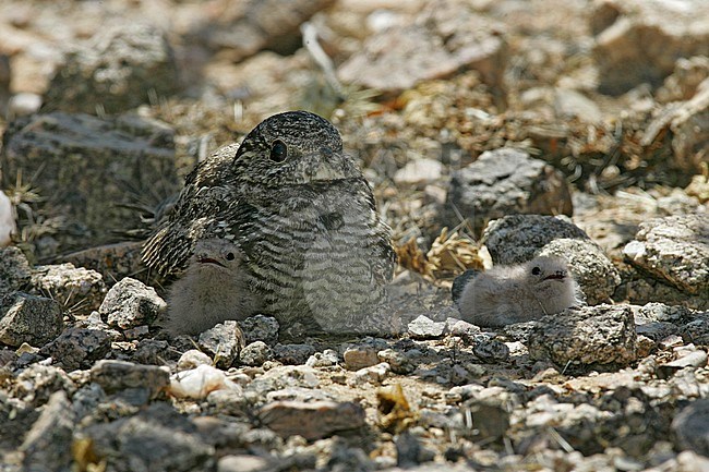 Adult female
Maricopa Co., AZ
July 2005 stock-image by Agami/Brian E Small,