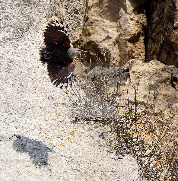 Adult male Wallcreeper (Tichodroma muraria) flying in front of a steep rockface and followed by it's shadow. At rocher bayard, Belgium. stock-image by Agami/Edwin Winkel,