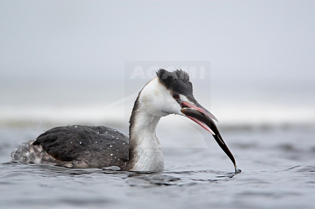 Fuut in winterkleed; Great Crested Grebe in winter plumage stock-image by Agami/Markus Varesvuo,