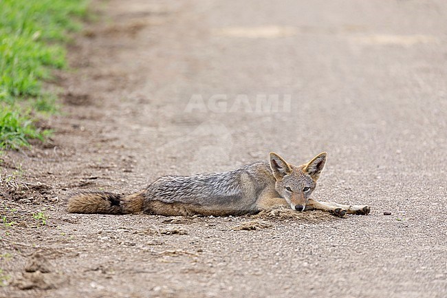 Zadeljakhals liggend op de weg, Black-backed Jackal laying on the road, stock-image by Agami/Walter Soestbergen,