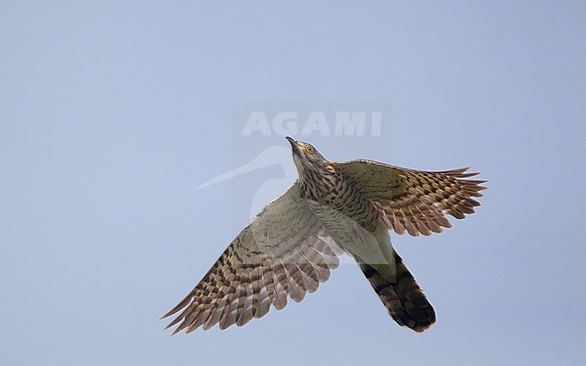 Large Hawk-Cuckoo (Hierococcyx sparverioides) in flight at Doi Inthanon, Thailand stock-image by Agami/Helge Sorensen,