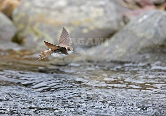 Sand martin in flight, Oeverzwaluw in vlucht stock-image by Agami/Markus Varesvuo,