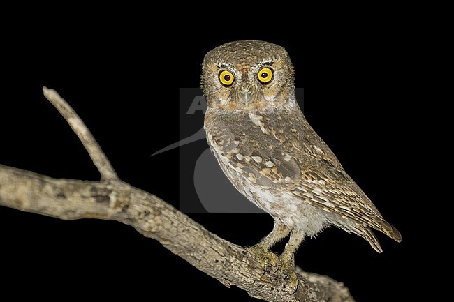 Adult 
Pima Co., AZ
April 2024 stock-image by Agami/Brian E Small,