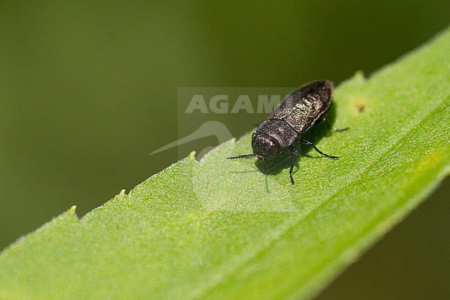 Anthaxia quadripunctata - Metallic wood-boring beetle - Vierpunktiger Kiefernprachtkäfer, Germany (Baden-Württemberg), imago stock-image by Agami/Ralph Martin,